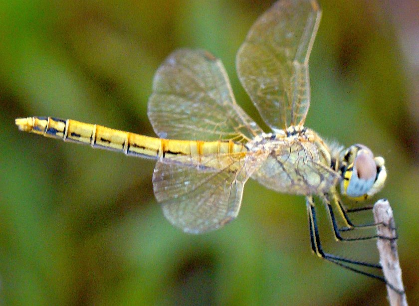 Sympetrum fonscolombei (femmina)