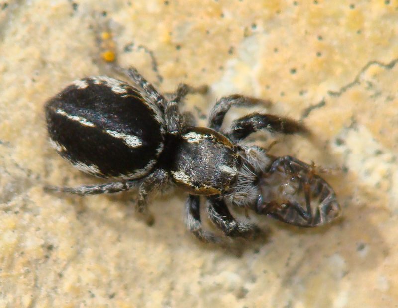 Pellenes sp.