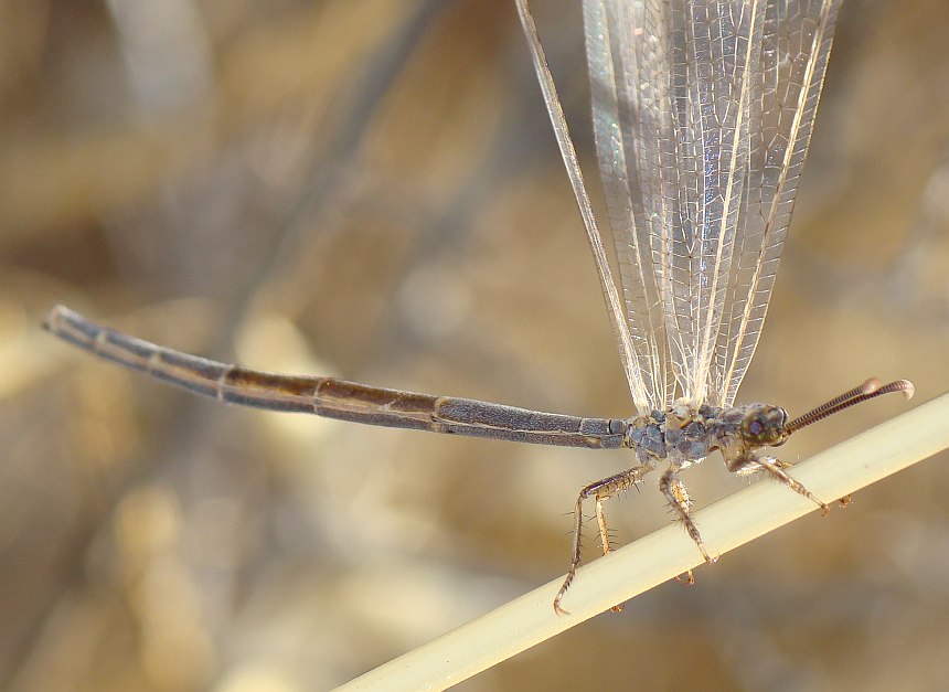 Creoleon cfr lugdunensis