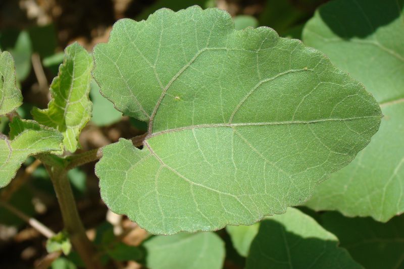Xanthium italicum / Nappola italiana