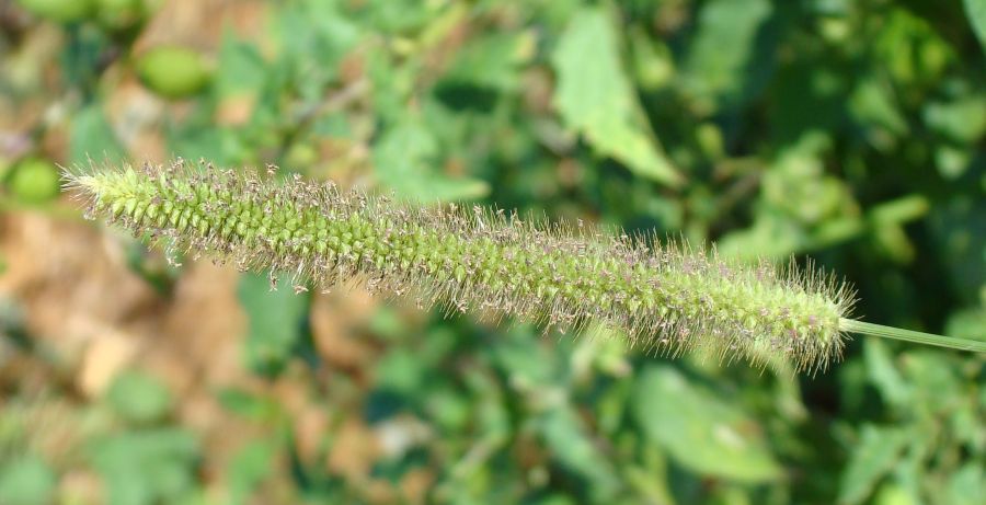Setaria sp. ???
