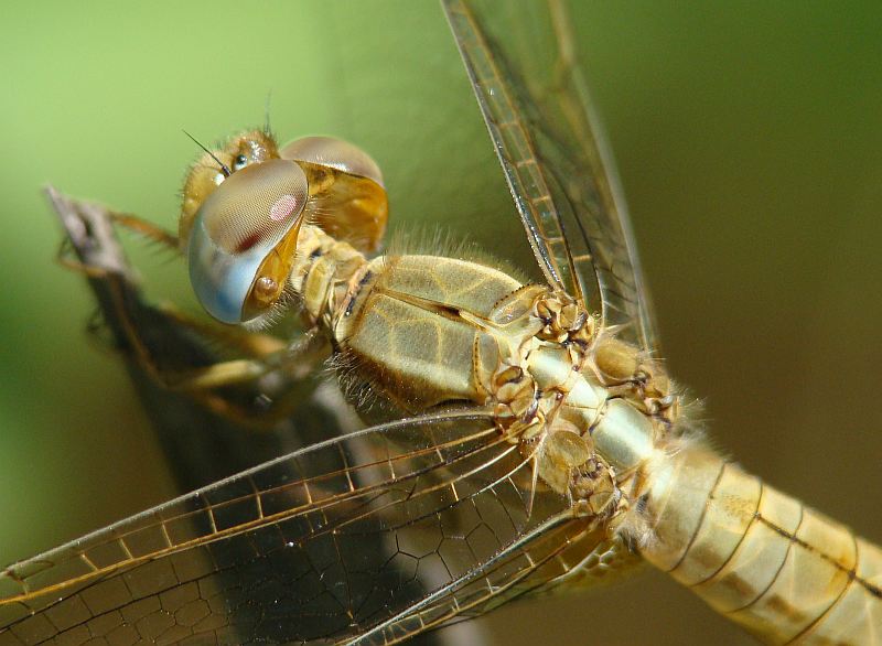 Crocothemis erythraea