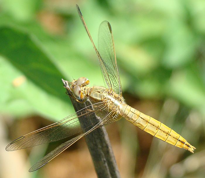 Crocothemis erythraea