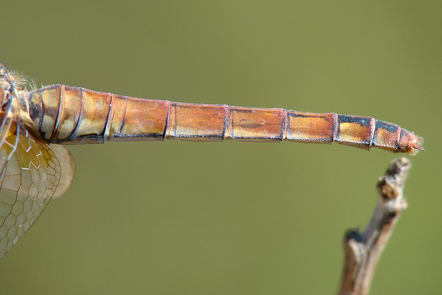 da determinare: Trithemis annulata