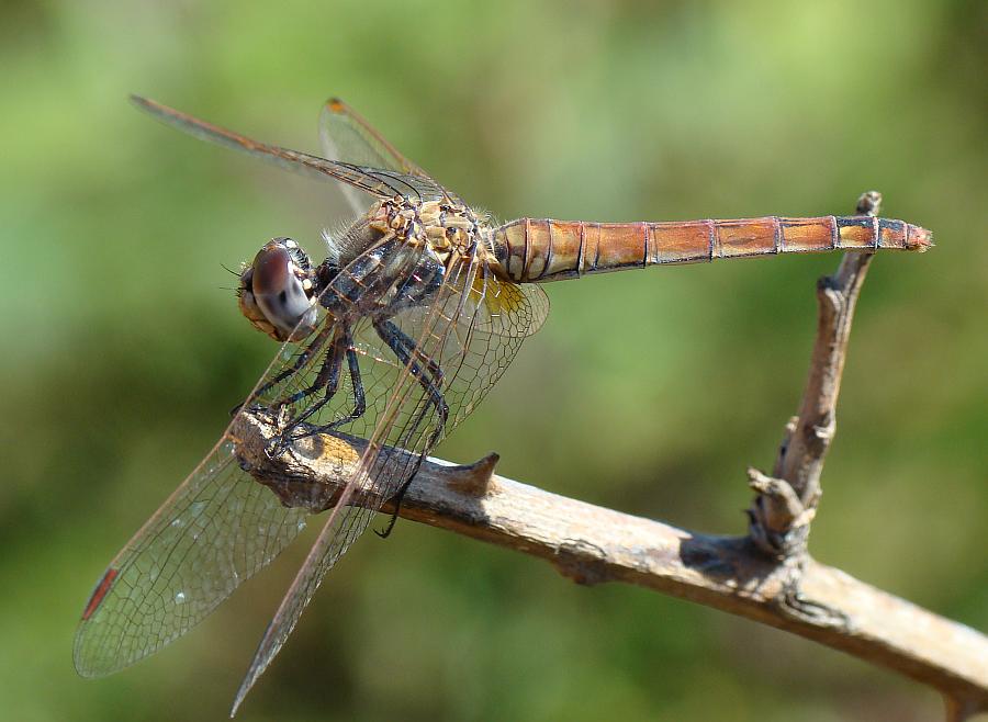 da determinare: Trithemis annulata