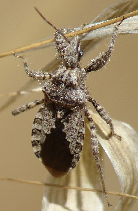 Reduviidae: Coranus griseus dell''Algarve (Portogallo)