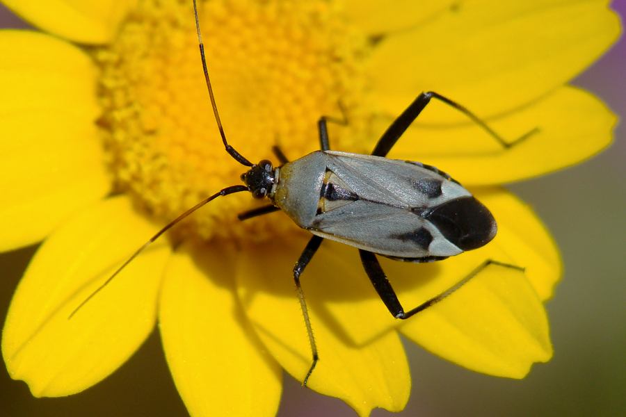 Miridae: Calocoris nemoralis f. bimaculata dell''Algarve