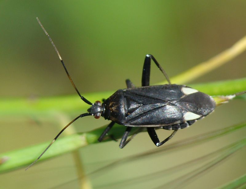 Calocoris nemoralis e sue forme di colore