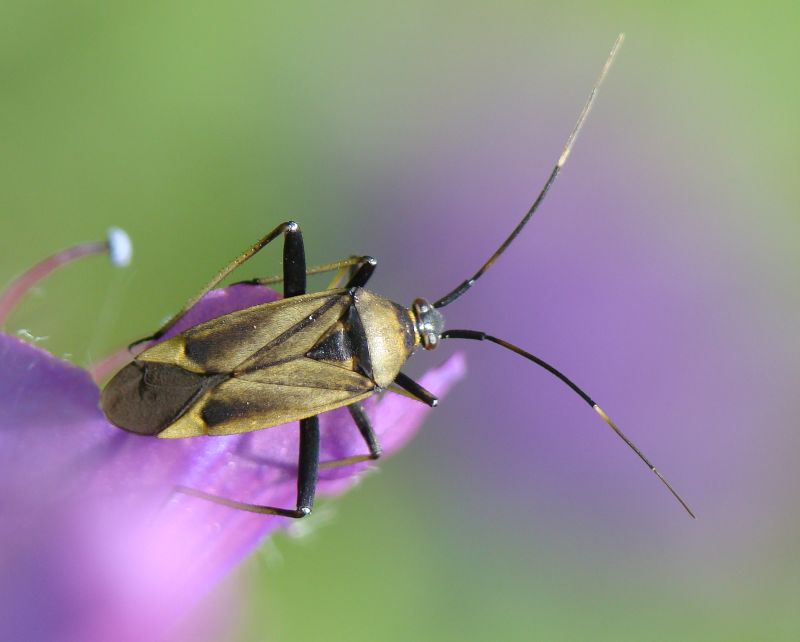 Calocoris nemoralis e sue forme di colore