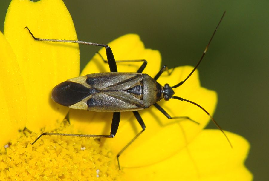 Calocoris nemoralis e sue forme di colore