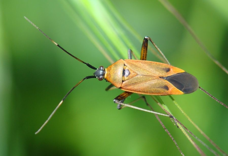 Calocoris nemoralis e sue forme di colore