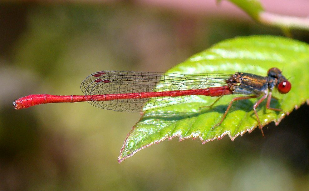 da determinare - Ceriagrion tenellum