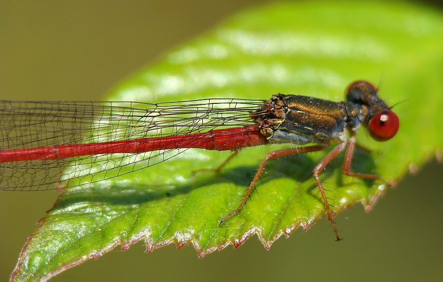 da determinare - Ceriagrion tenellum