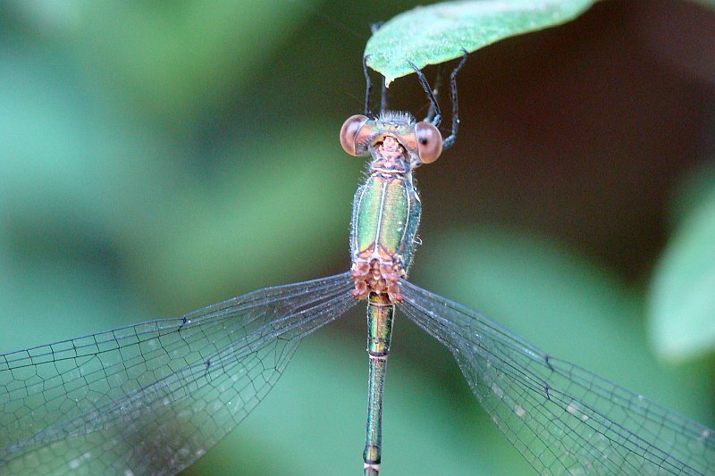 Chalcolestes viridis