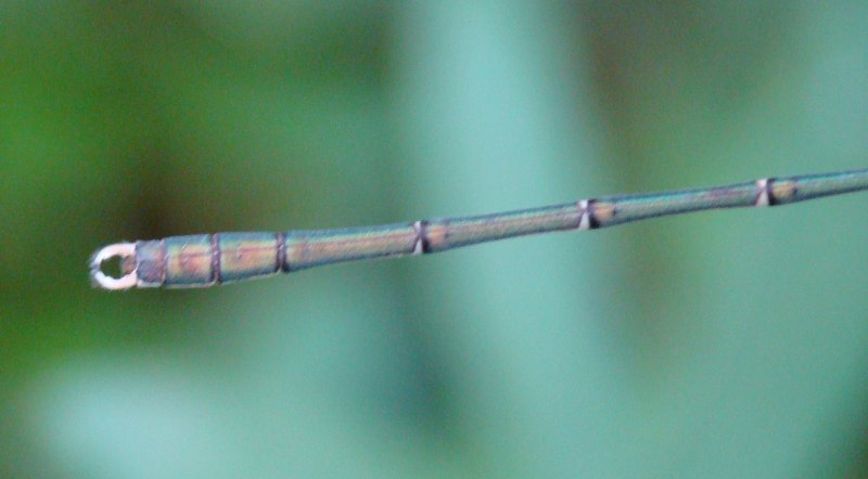 Chalcolestes viridis