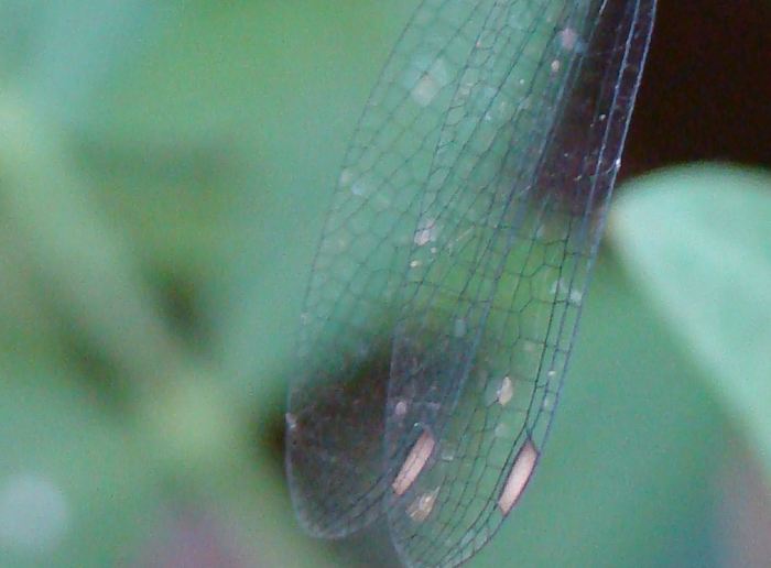 Chalcolestes viridis