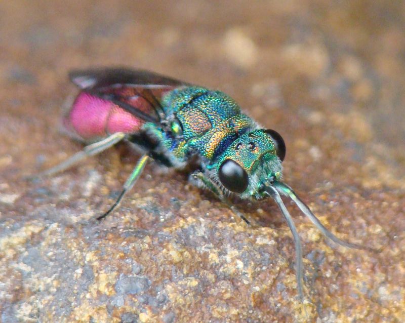 Chrysis sp.