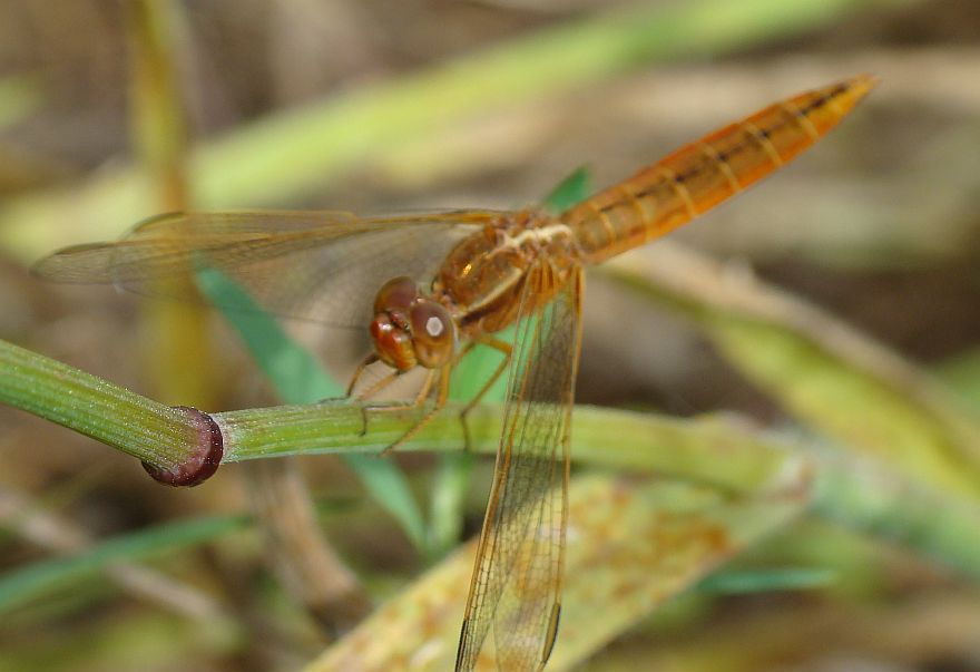 Crocothemis erythrea? - S, femmina