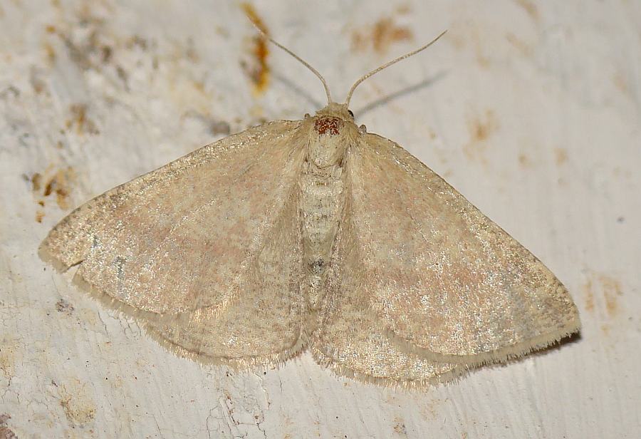 da identificare XI - Aplasta ononaria