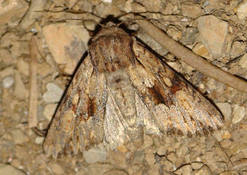da identificare XII
