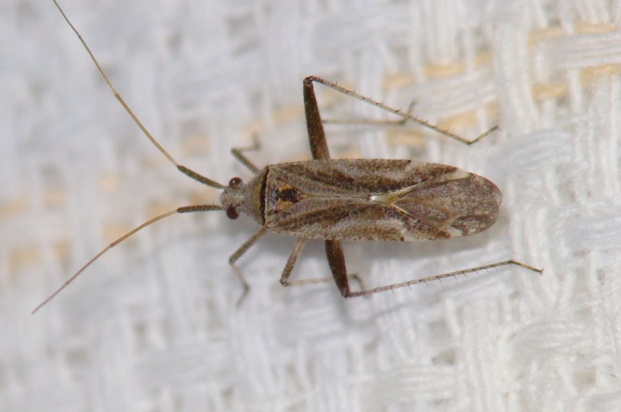 Miridae: Phytocoris sp. dell''Algarve