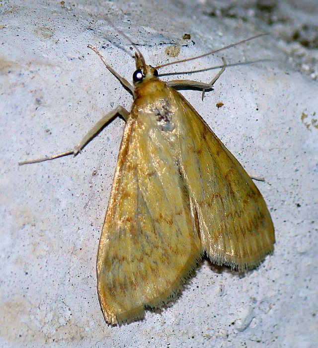 Da determinare - Ostrinia nubilalis