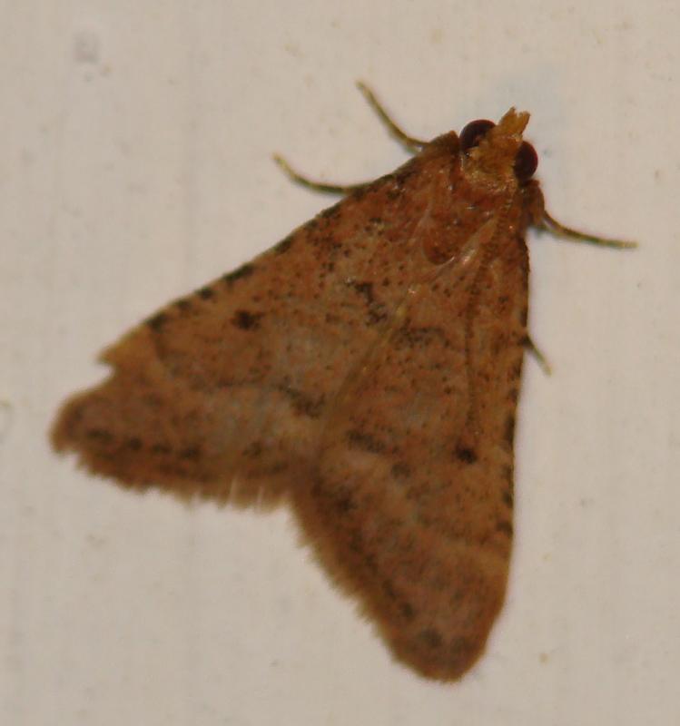 da determinare - Actenia honestalis