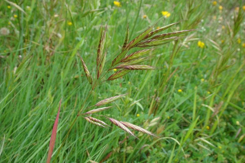 Poaceae - Bromus hordeaceus