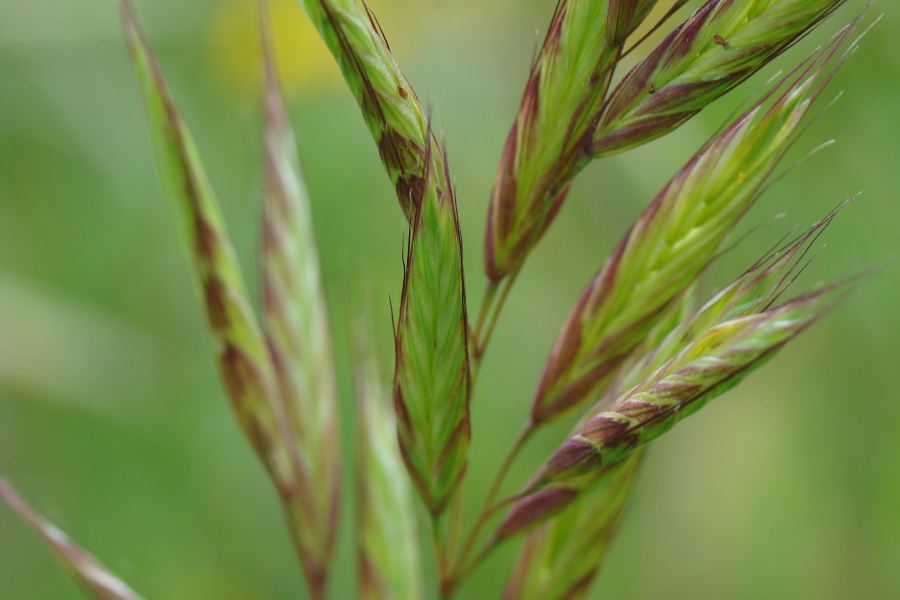 Poaceae - Bromus hordeaceus
