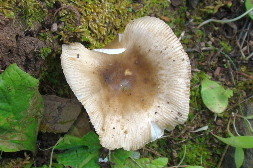 da identificare