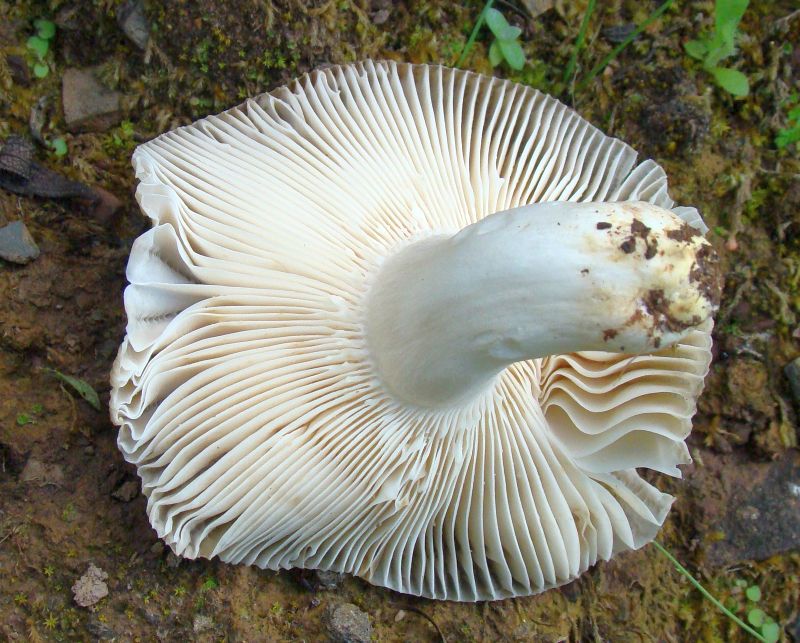 da identificare