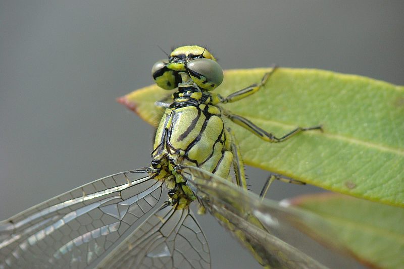 Gomphus pulchellus ?