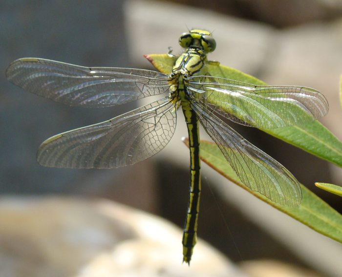 Gomphus pulchellus ?
