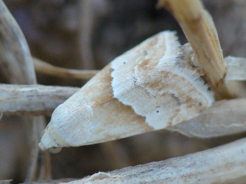 Eublemma ostrina? - No, Eublemma parva