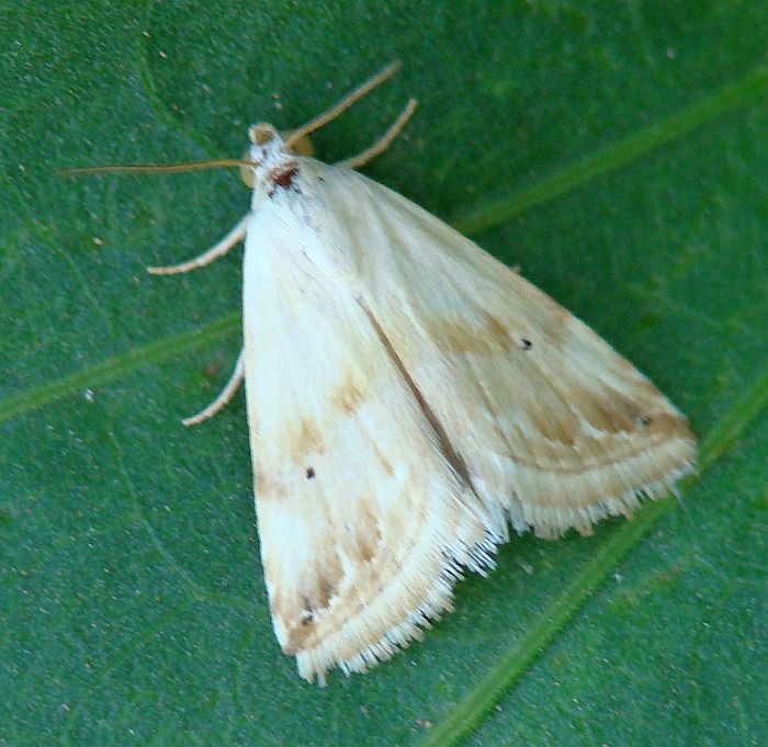 da determinare - Eublemma ostrina