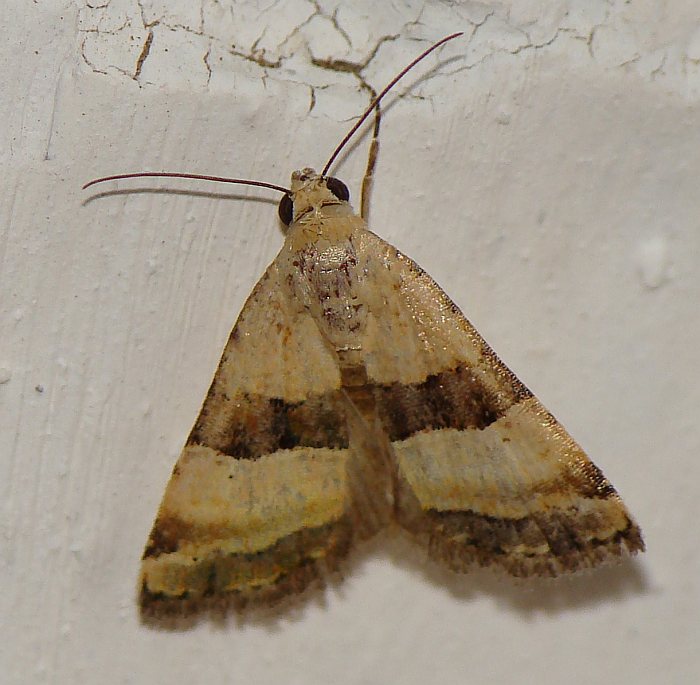 Pseudozarba bipartita