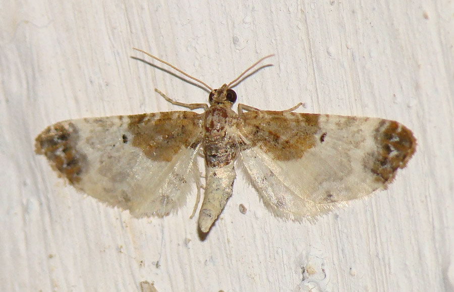 da identificare III : Eupithecia breviculata