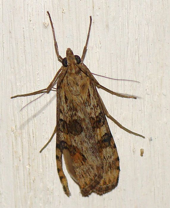 da determinare - Nomophila noctuella