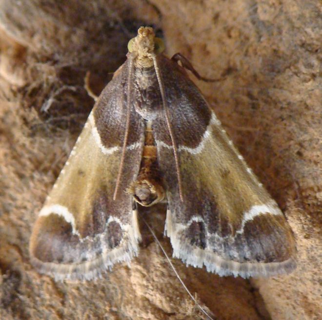 da identificare - Pyralis farinalis