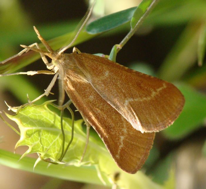 Pyralidae - da identificare : Synaphe interjunctalis ♂