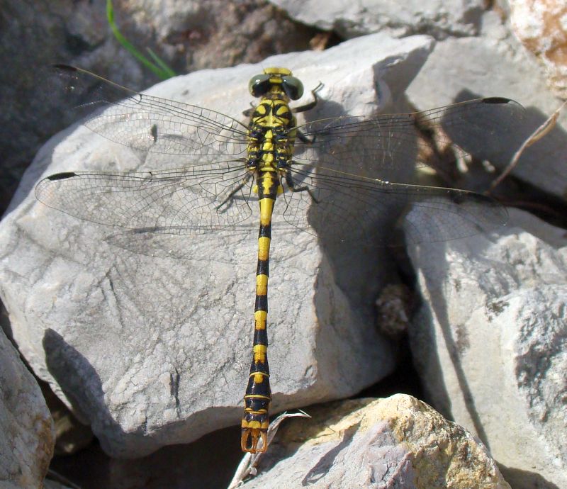 Onychogomphus forcipatus???
