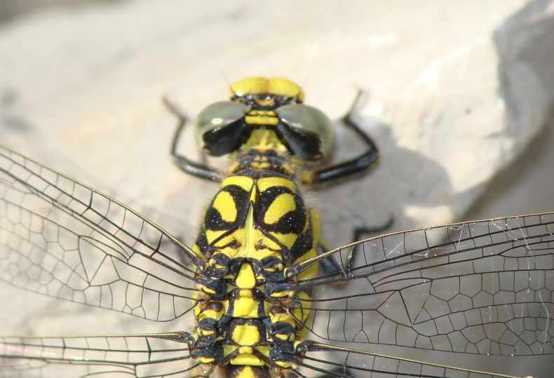 Onychogomphus forcipatus???