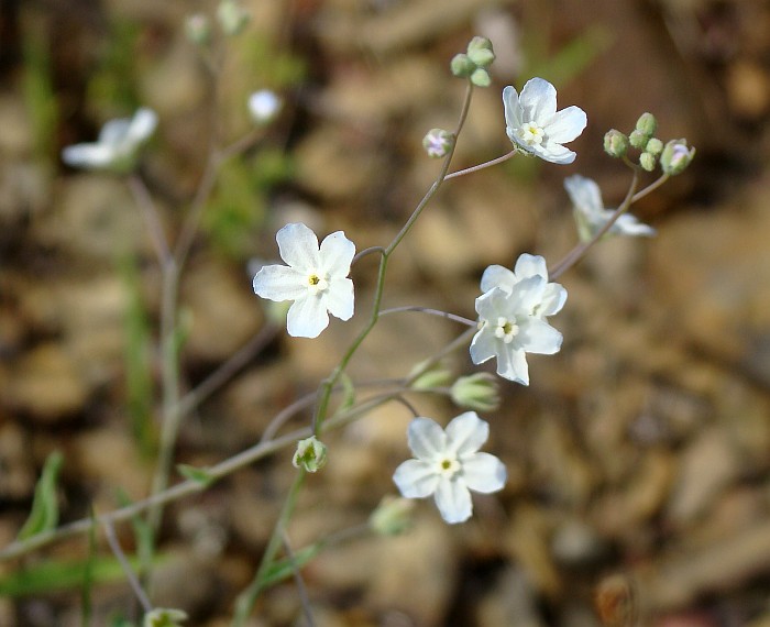 Omphalodes cfr.brassicifolia