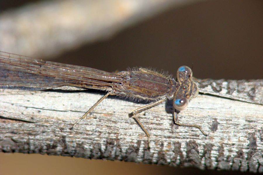 da identificare: Sympecma fusca