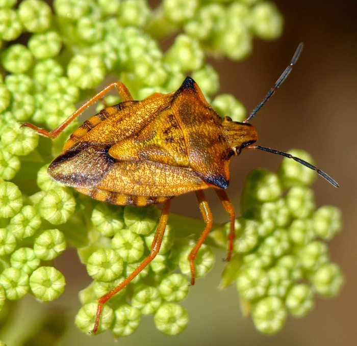 Carpocoris mediterraneus atlanticus del Portogallo