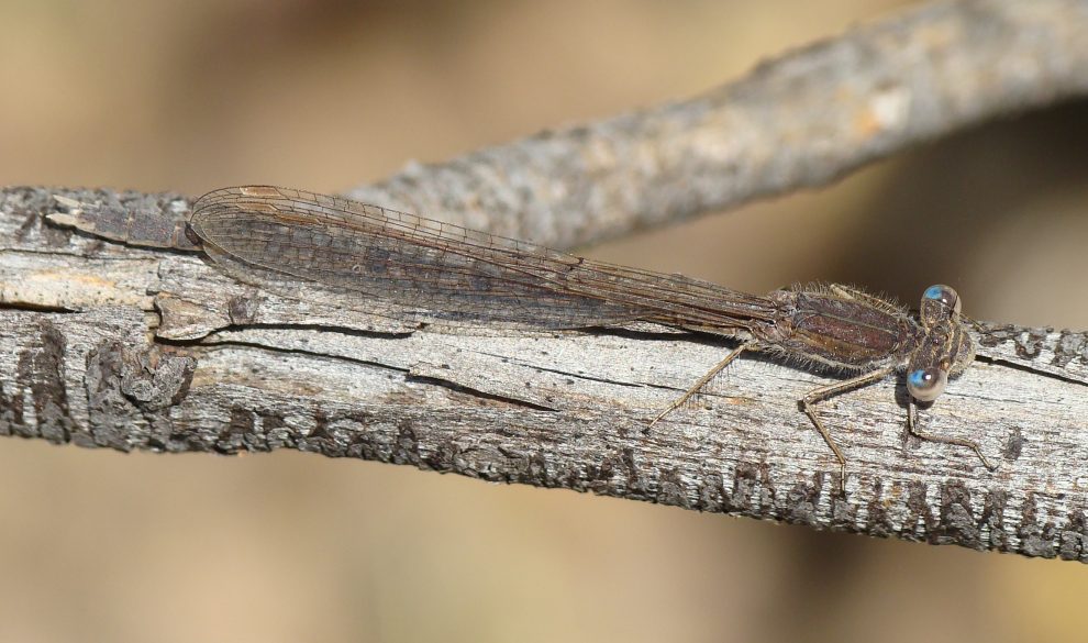 da identificare: Sympecma fusca