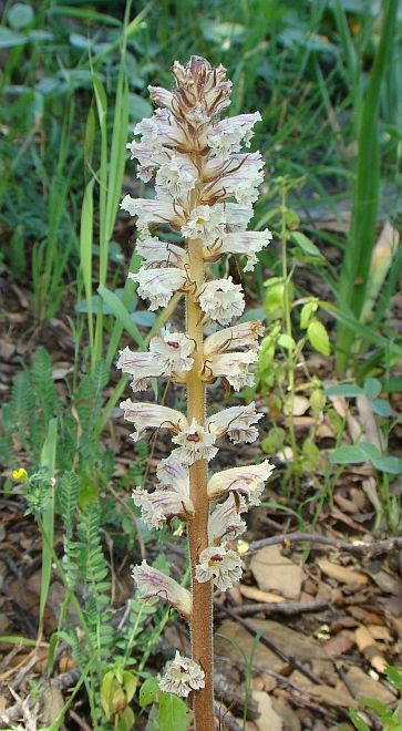 Orobanche cfr.crenata