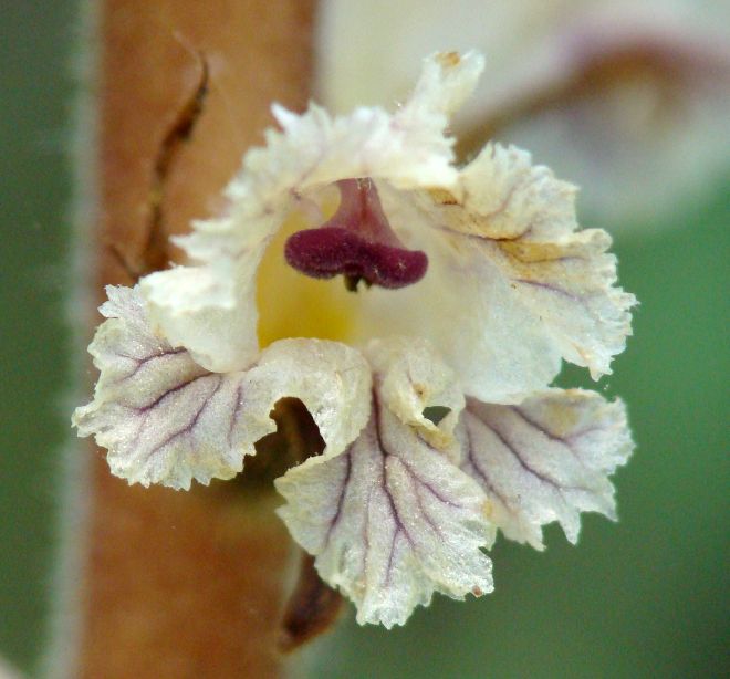 Orobanche cfr.crenata