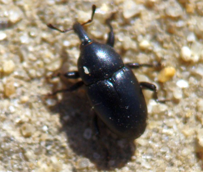 Baris sp.? (Curculionidae)