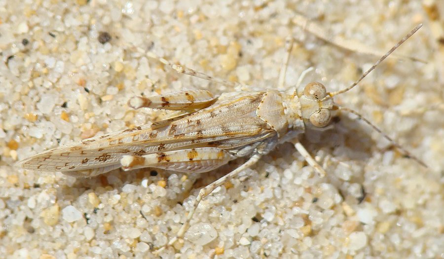 Sphingonotus sp. ???